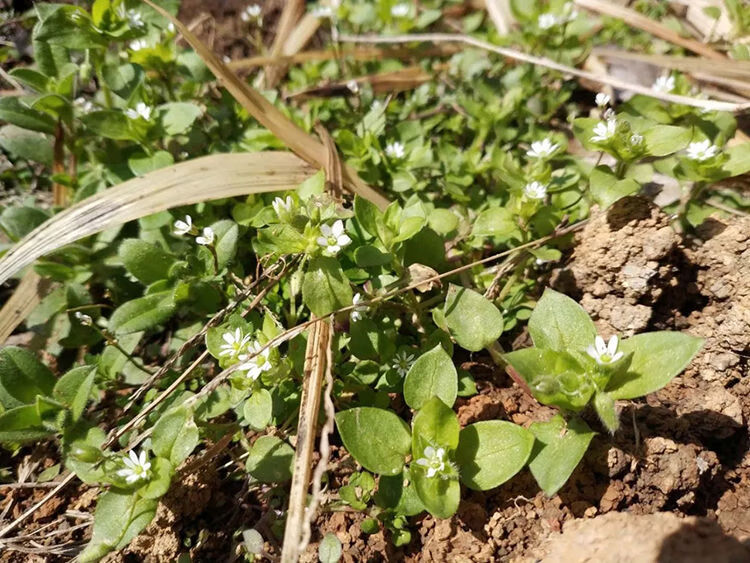 野生繁缕草茶新鲜中草药正宗鹅儿肠鸡肠草新鲜轻身茶 1斤【图片 价格
