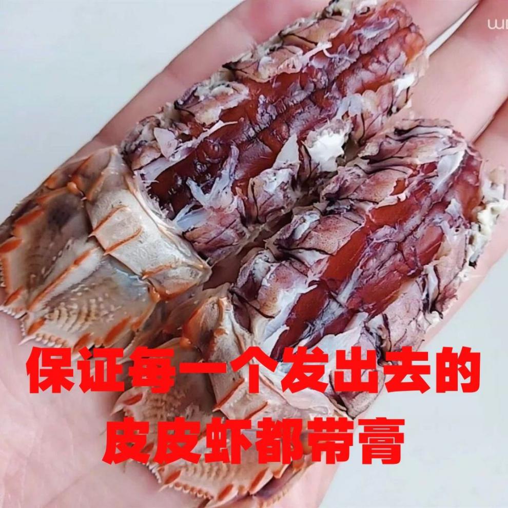 好货精选皮皮虾鲜活熟冻虾爬子皮虾虾婆虾姑带黄带膏皮皮虾纯大母一斤