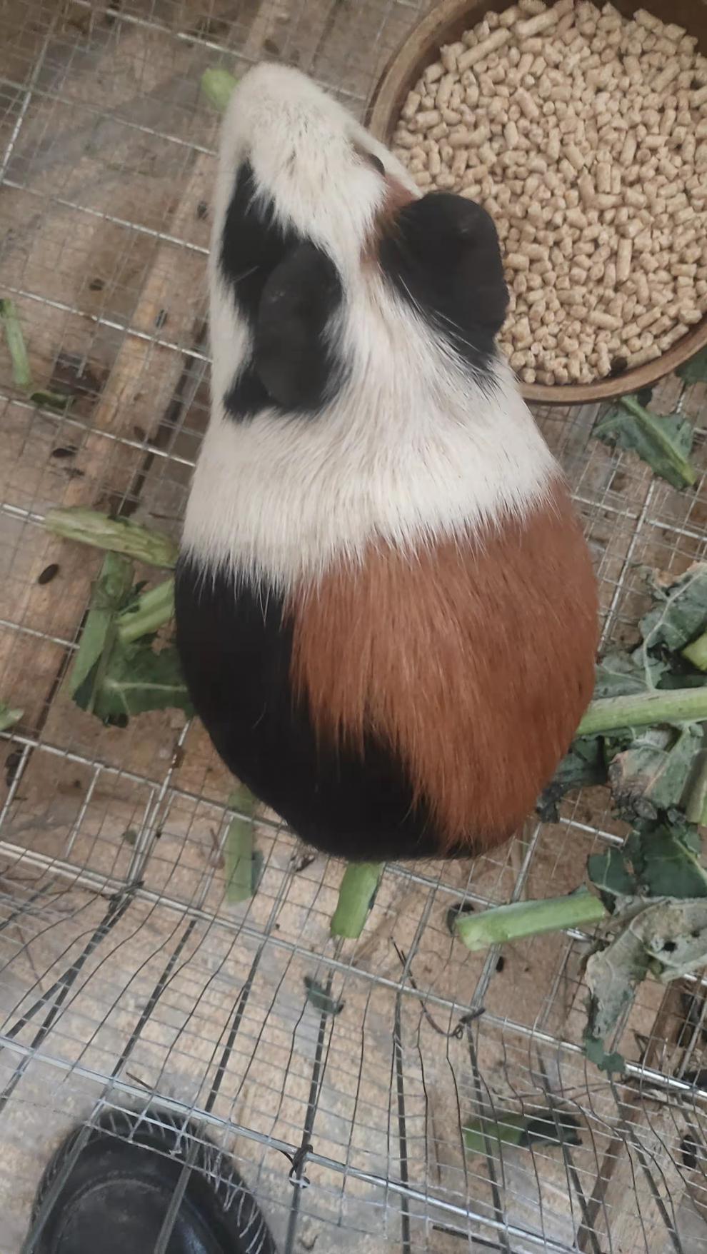 族萃荷兰猪活体荷兰猪活物荷兰猪宠物豚鼠活体豚鼠活物荷兰兔活体幼崽