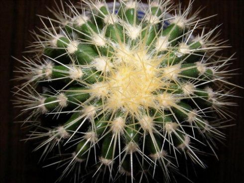 食用仙人球可熬汤可以开白花的仙人球可以嫁接天鹅蛋草球多肉植物采缇