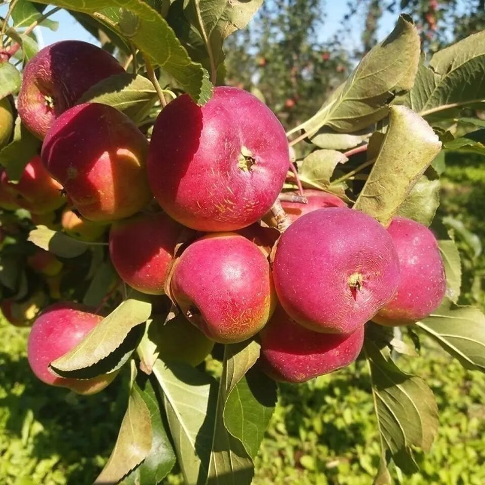 东北大秋果龙丰果现摘酸甜脆孕妇水果小苹果新鲜海棠果 大果 10斤