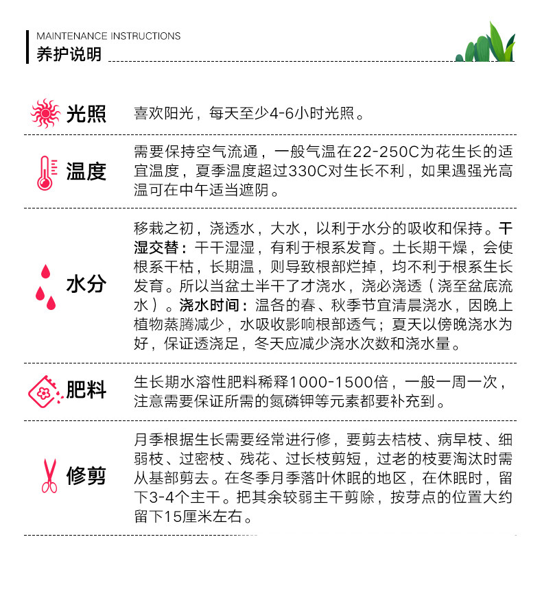 蔷薇花爬藤四季开花别墅庭院室外藤本月季花苗大花植物花卉盆栽 我的