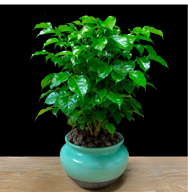 幸福树盆栽绿宝办公室室内客厅大型绿植盆景好养花卉植物四季常青 大