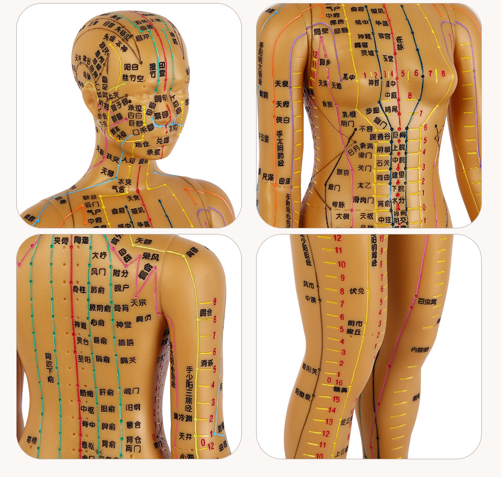 子彧(ziyu)中医经络图针灸人体穴位模型全身男女小人铜人超清晰刻字版