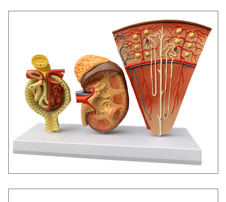 人體器官解剖模型內臟腎小球剖面腎小體醫院學校教學用演示教具腎小球