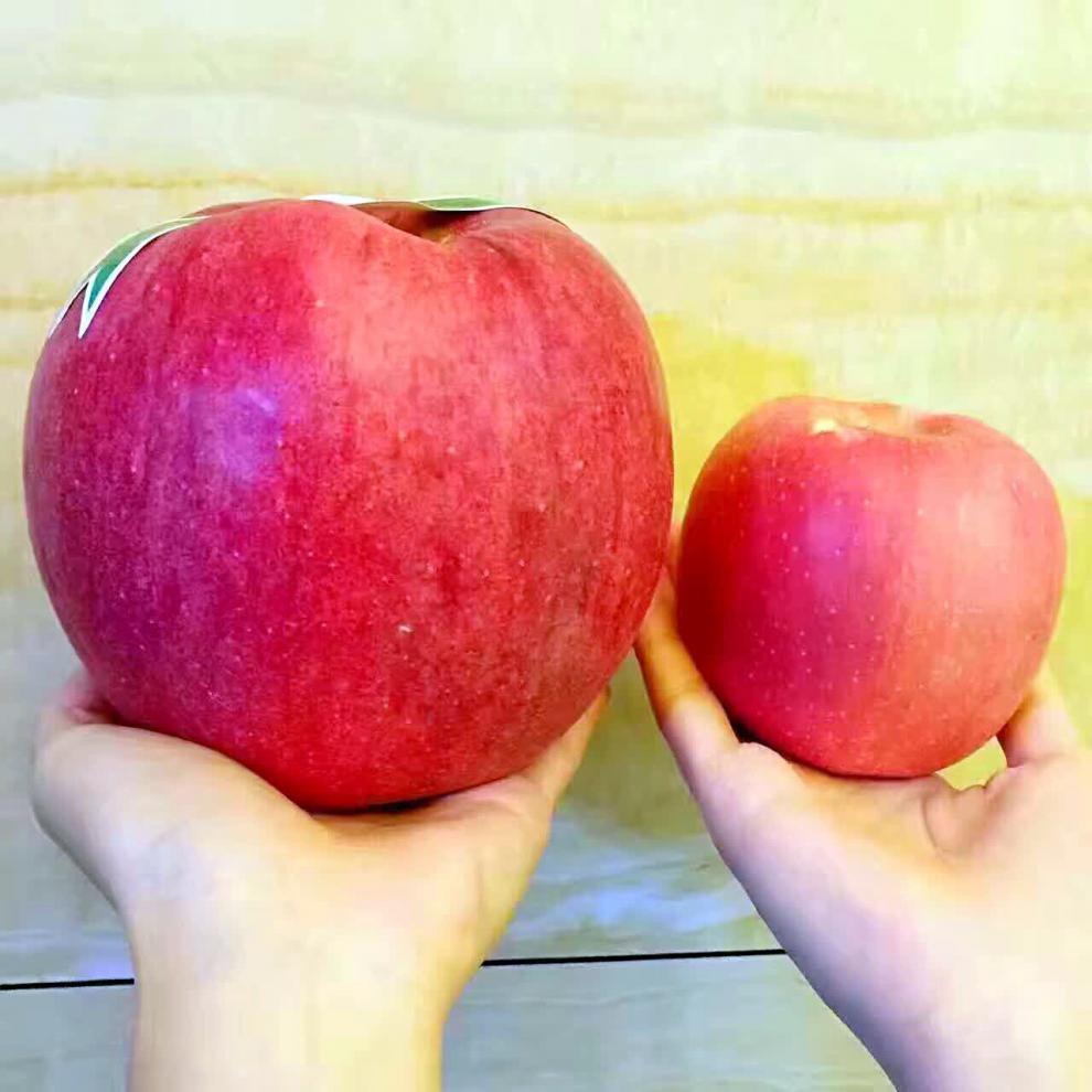 世界一号大苹果平安果结婚果圣诞节超大苹果礼物600g礼盒顺丰80mm含