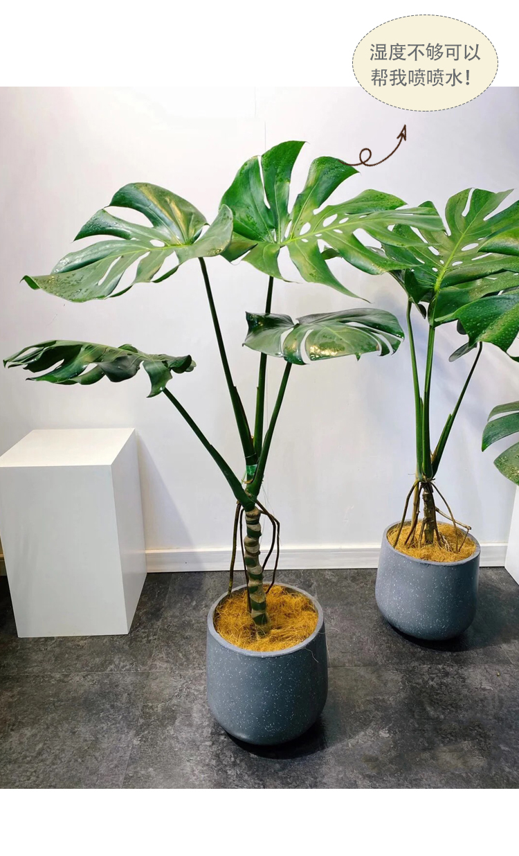 龟背竹大型室内客厅老桩植物盆栽吸甲醛北欧风热带好养大叶绿植 90