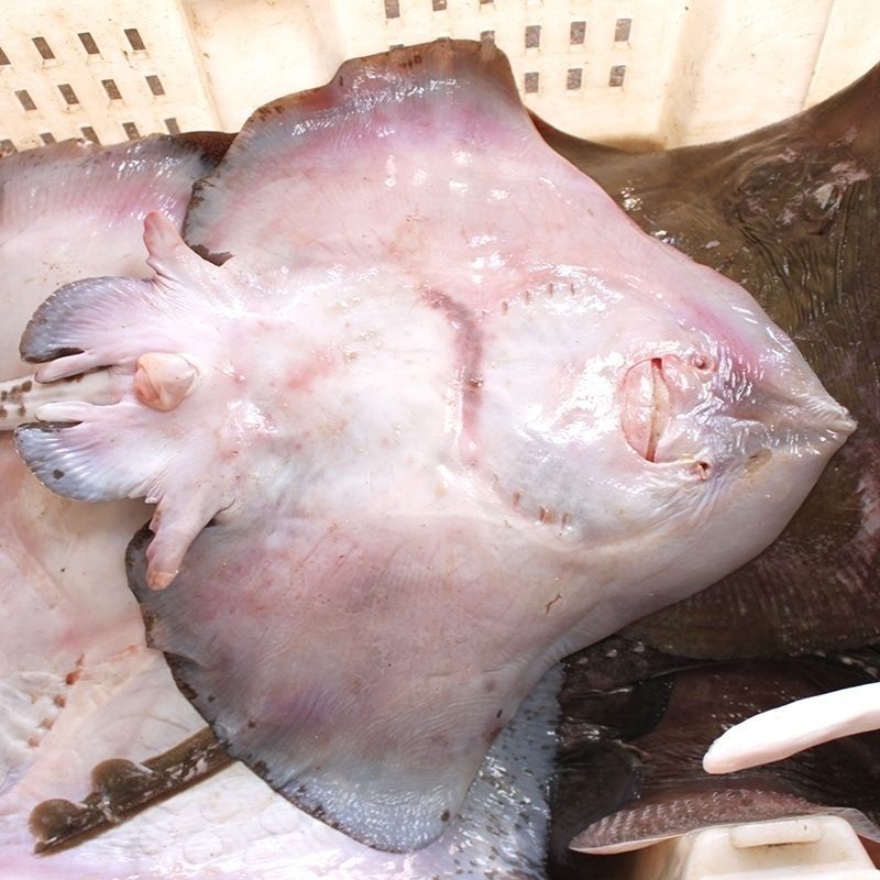 魔鬼鱼新鲜鲜活速冻老板鱼海鲜法拉尔特1条鱼8斤