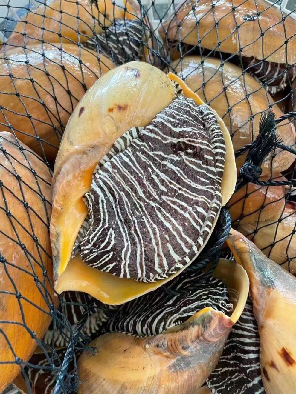 大黄螺鲜活速冻椰子螺新鲜瓜螺大海螺油螺海鲜水产克雷蒙10001100g个