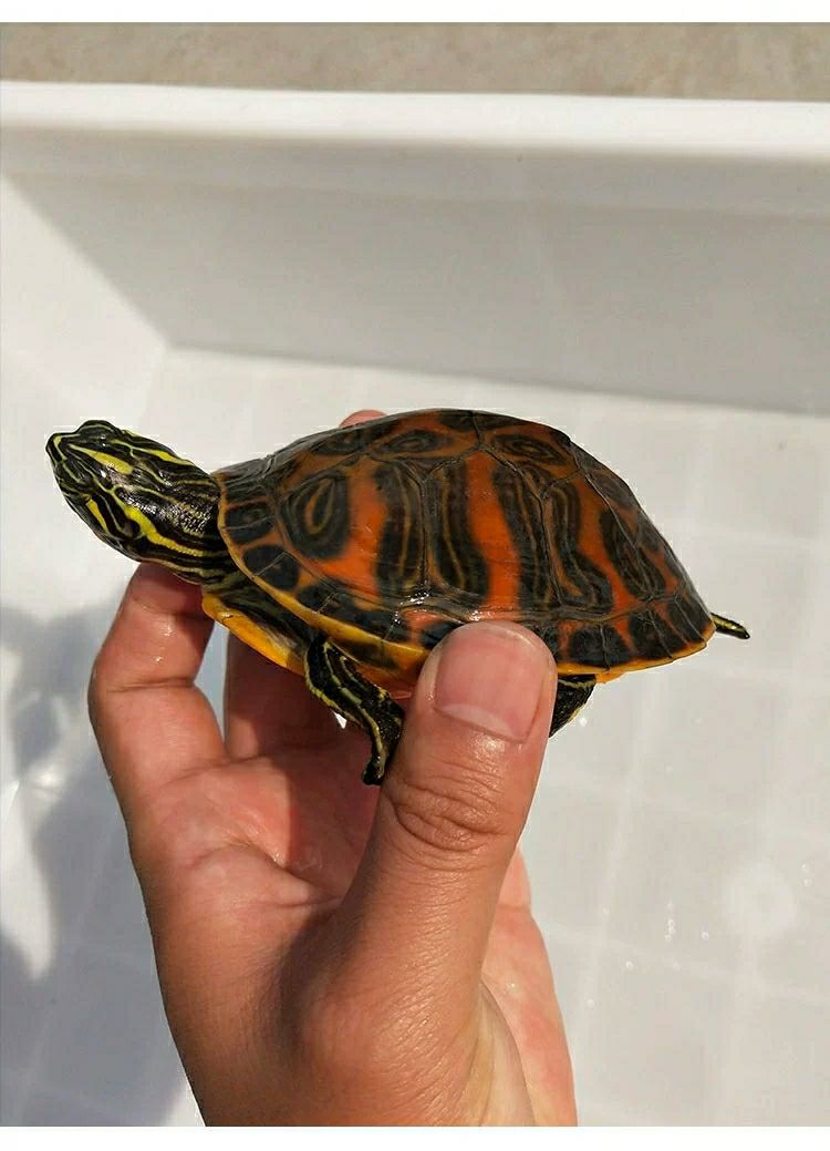 kjhgf家养外塘宽纹火焰龟碌火焰龟苗素食乌龟活物宠物观赏龟深水吃鱼