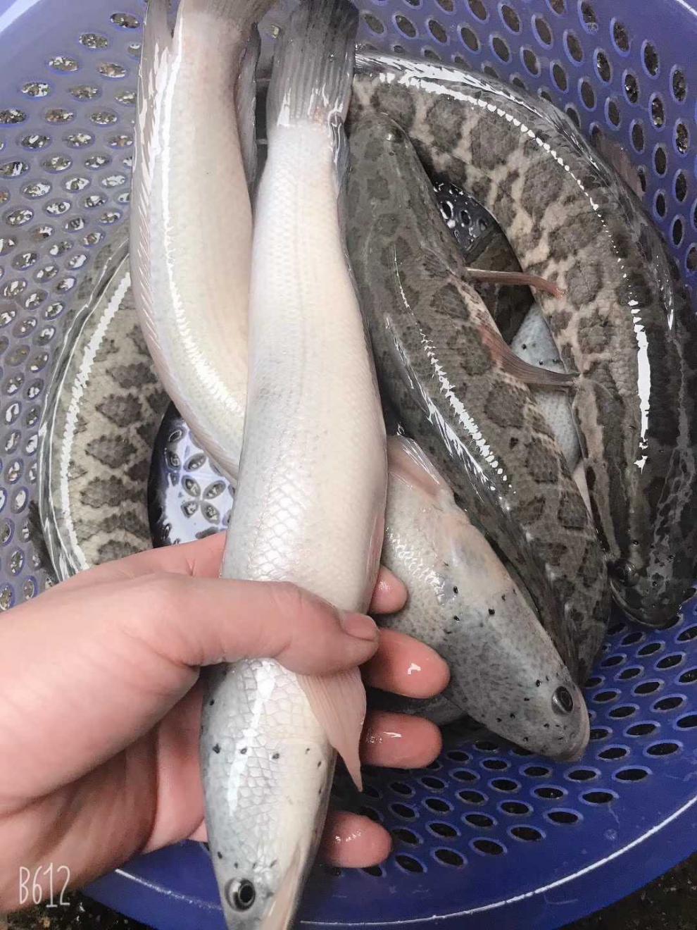 白乌鱼白化黑鱼苗黑鱼苗白甲雷龙白甲鱼凶猛淡水观赏