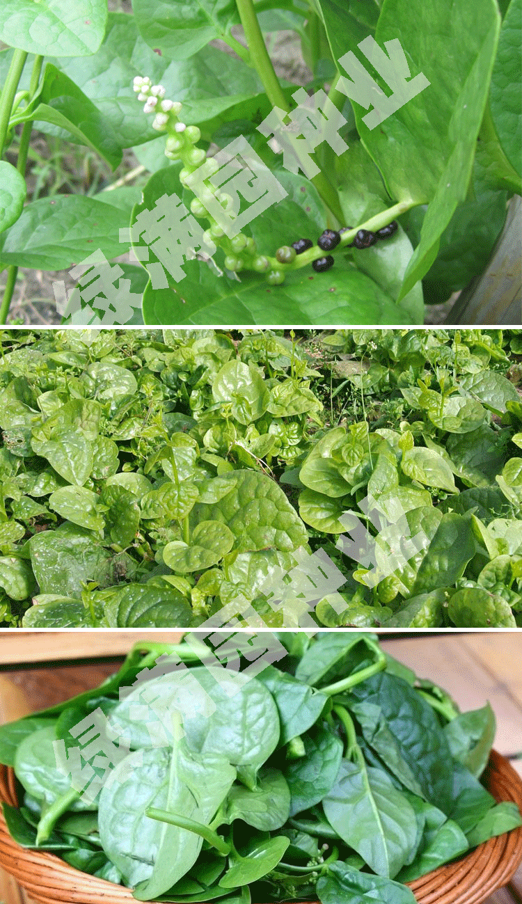 绿色无公害蔬菜大叶木耳菜种子蔬菜种子大叶木耳菜种子商品性好10克约