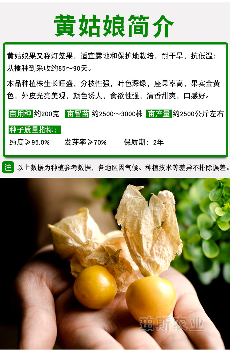黄姑娘四季灯笼粒黄姑娘果种子籽酸甜可口蔬菜庭院大田 红姑娘约200粒