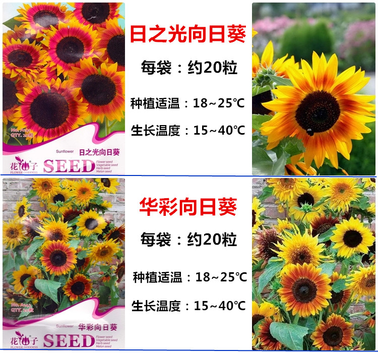 一名花匠向日葵种子品种多单瓣重瓣高杆矮杆观赏食用葵花种籽笑脸