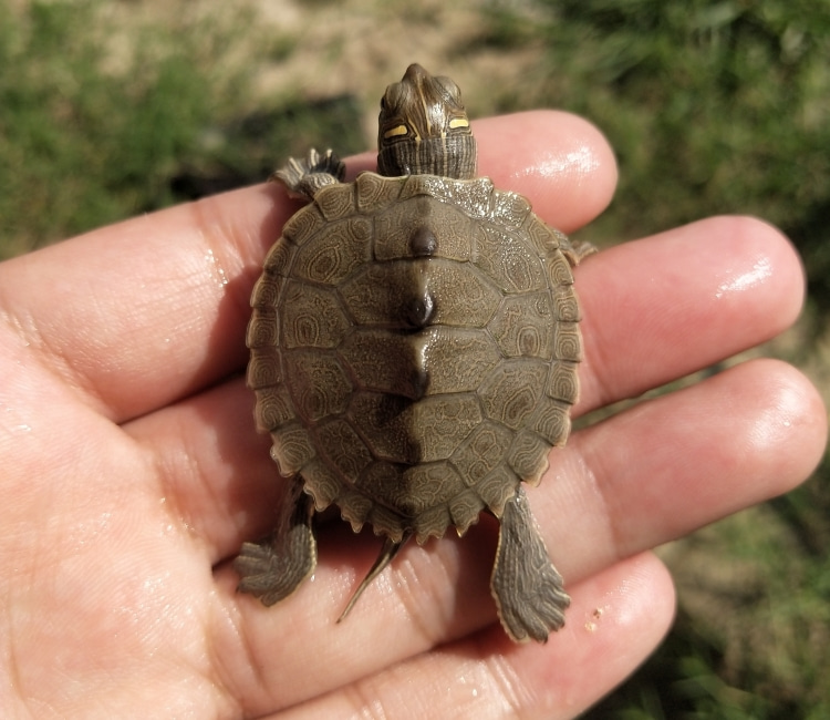 地图苗龟活体深水龟观赏小乌龟活体小宠物深水鱼缸龟混养 地图龟 不