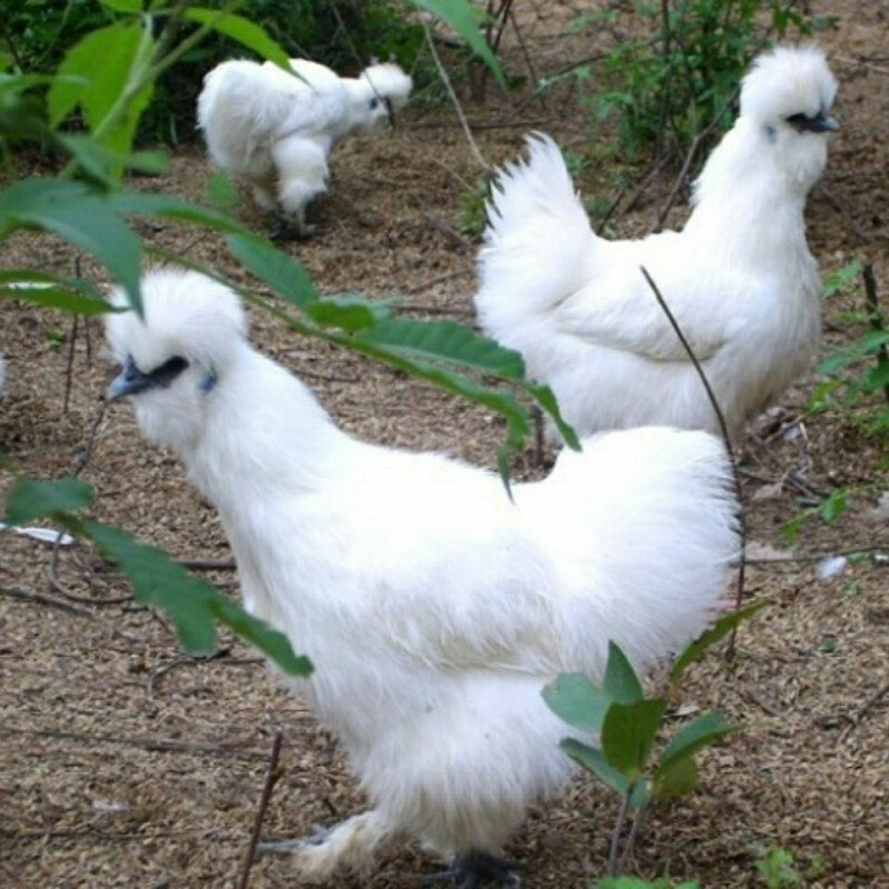 【店铺推荐】工匠时光正宗散养半大泰和乌鸡活体白凤乌骨鸡乌鸡活物包