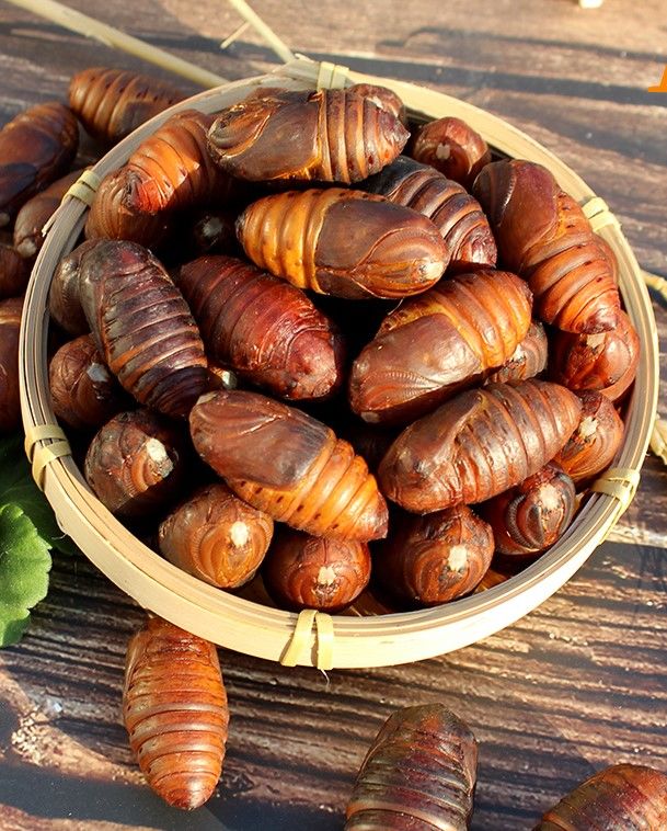 蚕蛹东北特产蚕蛹鲜活大黄蚕蛹茧蛹蝉蛹柞蚕蛹蚕蛹活体顺丰黄蛹34cm2