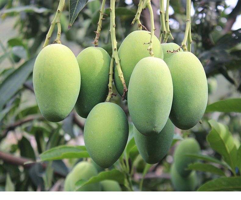 礼盒装攀枝花椰香芒果四川水果新鲜当季整箱时令水果坏果包赔5斤礼盒