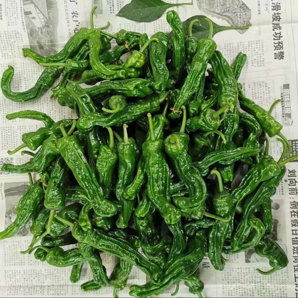 江苏徐州特辣小皱皮辣椒炒辣子鸡辣椒皱皮辣椒新鲜土辣椒现摘现发 买3