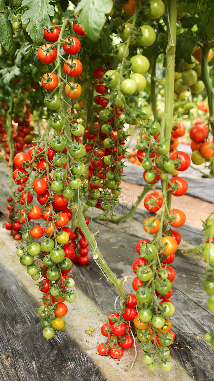 千禧圣女果种子小番茄四季西红柿蔬菜种籽苗秧孑秧苗盆栽果苗 千禧