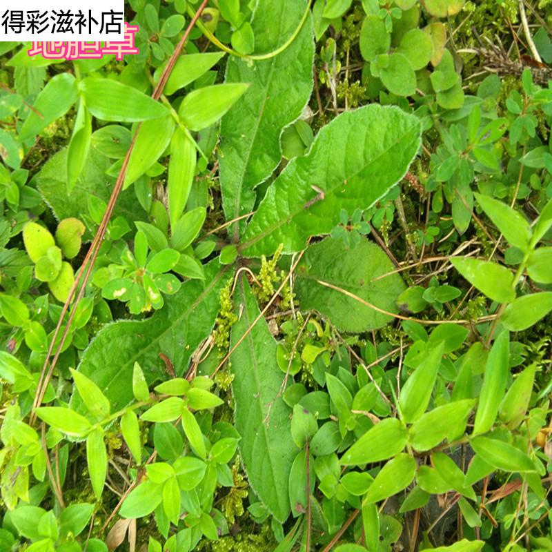 康中尊野生药材地胆草草鞋根草鞋底磨地胆理肺散牛吃埔牛托鼻毛刷子干