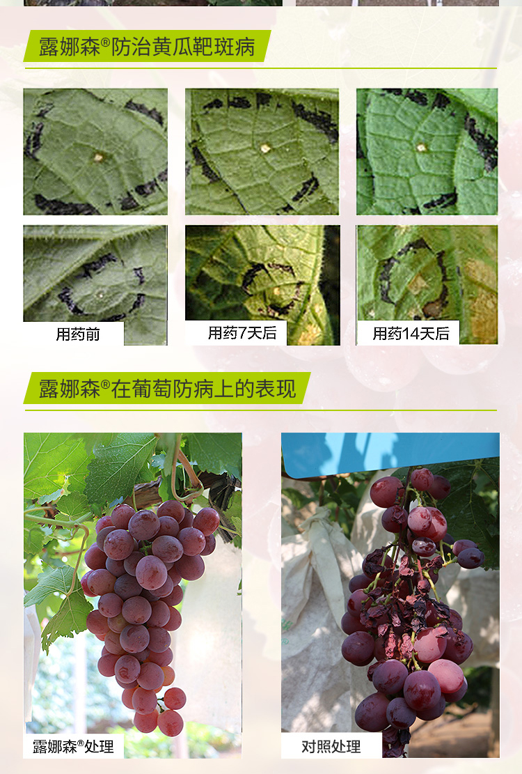 德国拜耳露娜森草莓月季白粉病月季黑斑番茄灰霉病病害农药杀菌剂