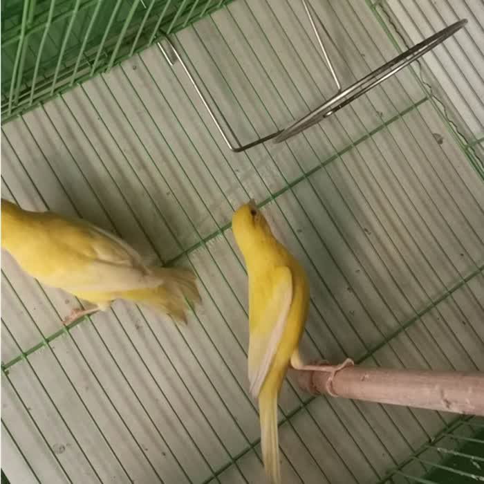 古介玉鸟活体辣椒红扬州黄桂皮小格马赛克大红袍小鸟 花玉一对
