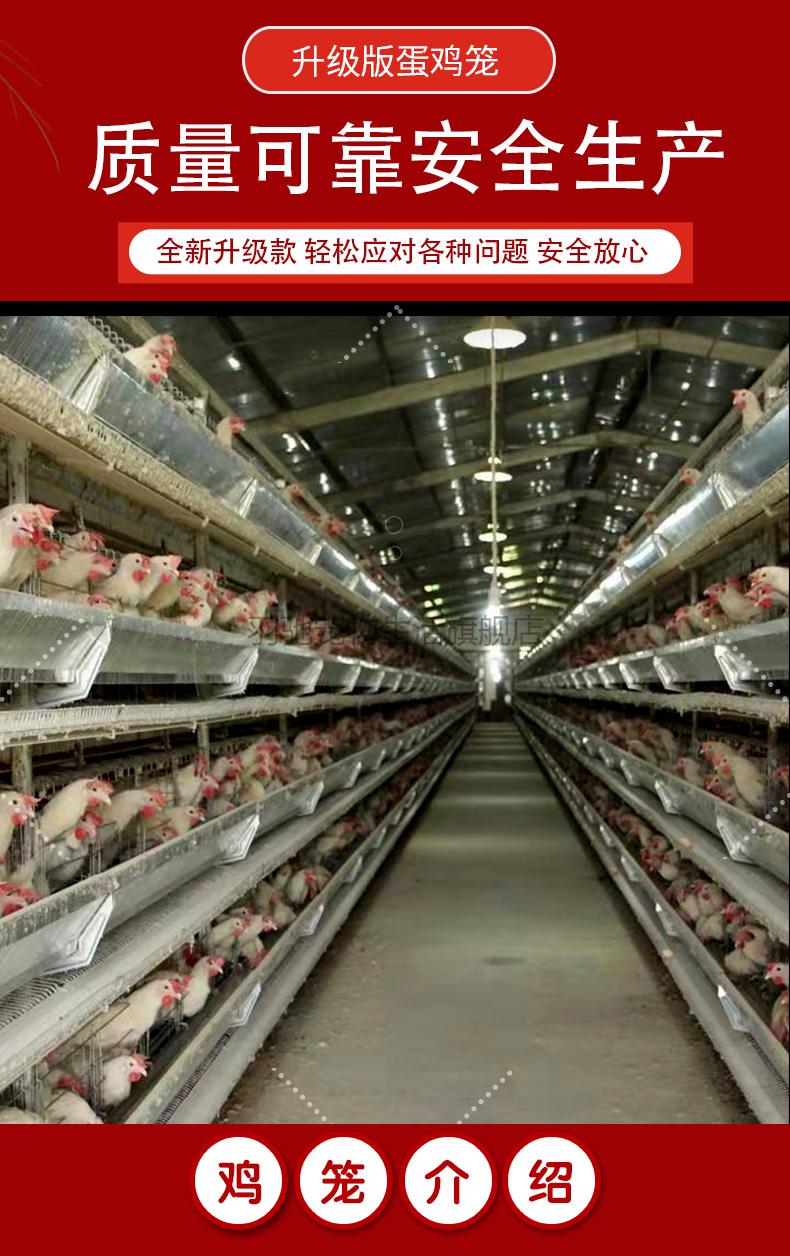 蛋鸡养殖场专用鸡笼子不锈钢蛋鸡笼镀锌养殖鸡场自动滚蛋阶梯式三四层