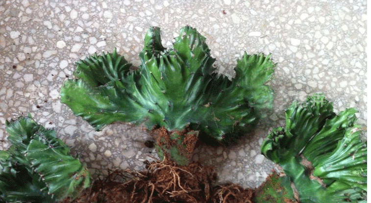 风水植物 彩色仙人掌盆栽 玉麒麟 彩色玉麒麟 花麒麟 麒麟掌 麒麟掌
