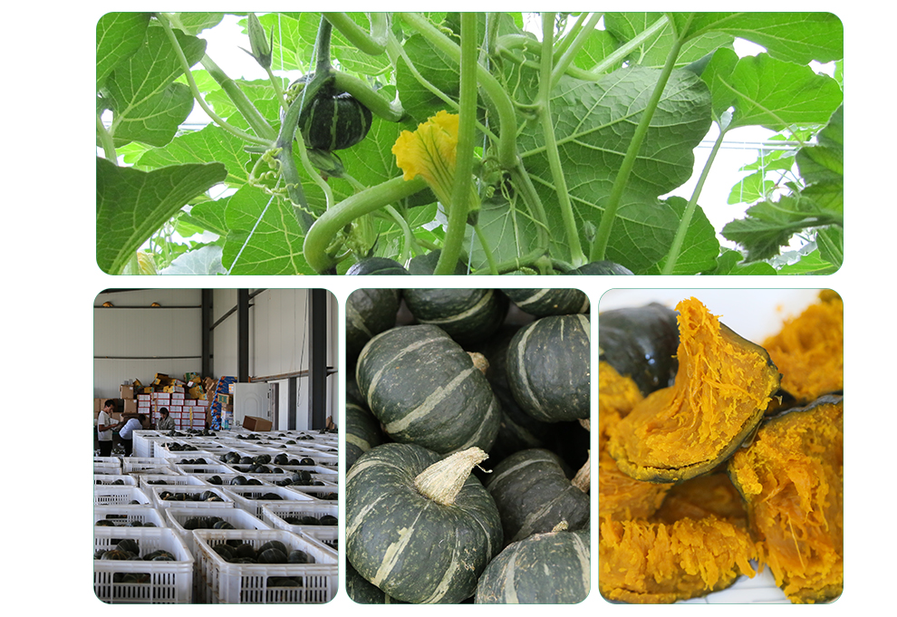 绿鲜森 贝贝南瓜 板栗小南瓜 新鲜蔬菜产地直发 五斤精选装(单个约400