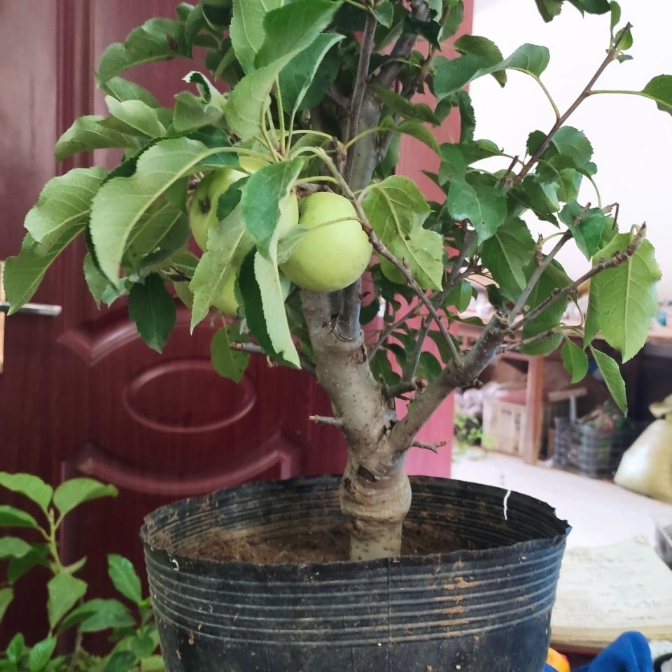 精选苹果盆景矮化富士苹果树苗矮化盆栽树苗当年结果盆栽苹果树苗嘎啦