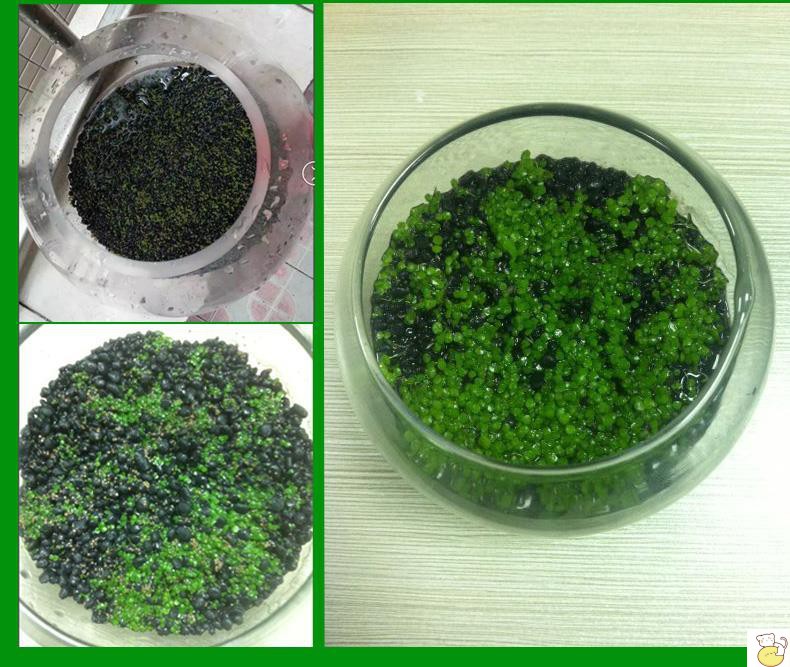 水族箱鱼缸造景水草种子 迷你矮珍珠种子金鱼草伊乐藻 牛毛草种子