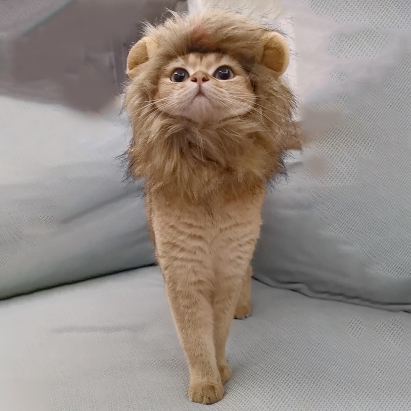 猫咪狮子头套兔子耳朵小型犬狗狗帽子宠物可爱搞怪配饰头饰变装扮 皮