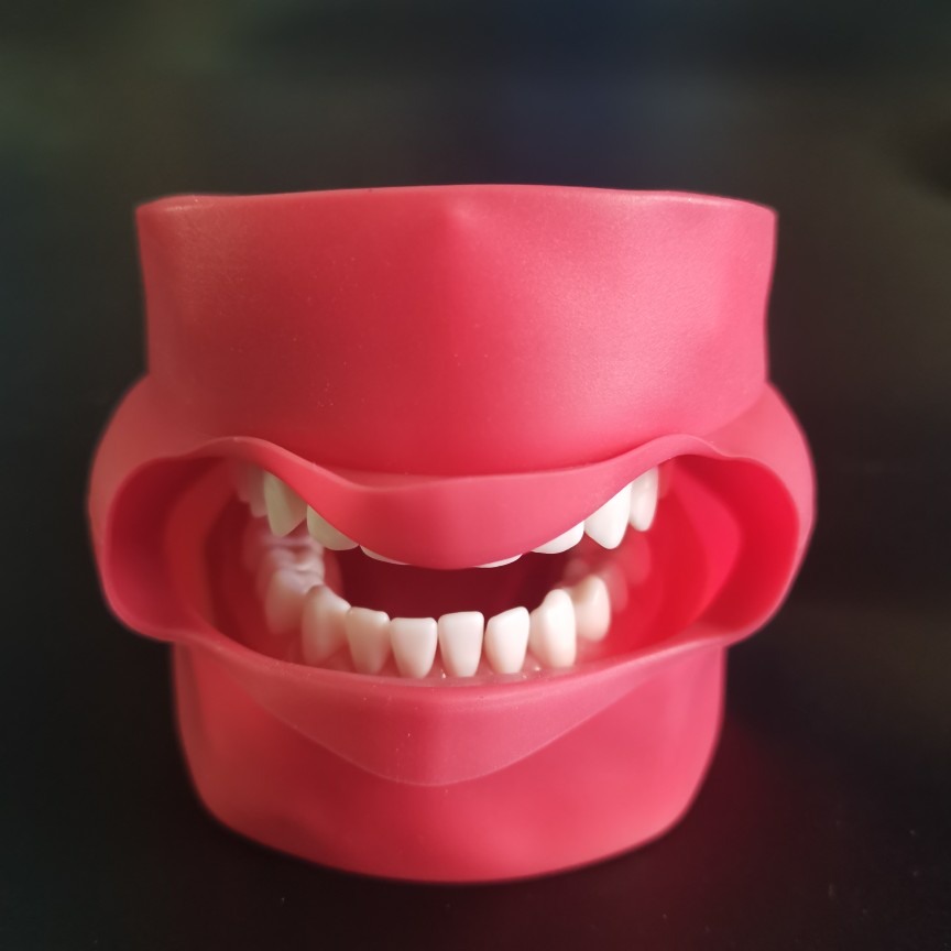 备牙模型开髓牙仿真牙科牙粒口腔根管离体牙树脂牙考试专用牙 37号