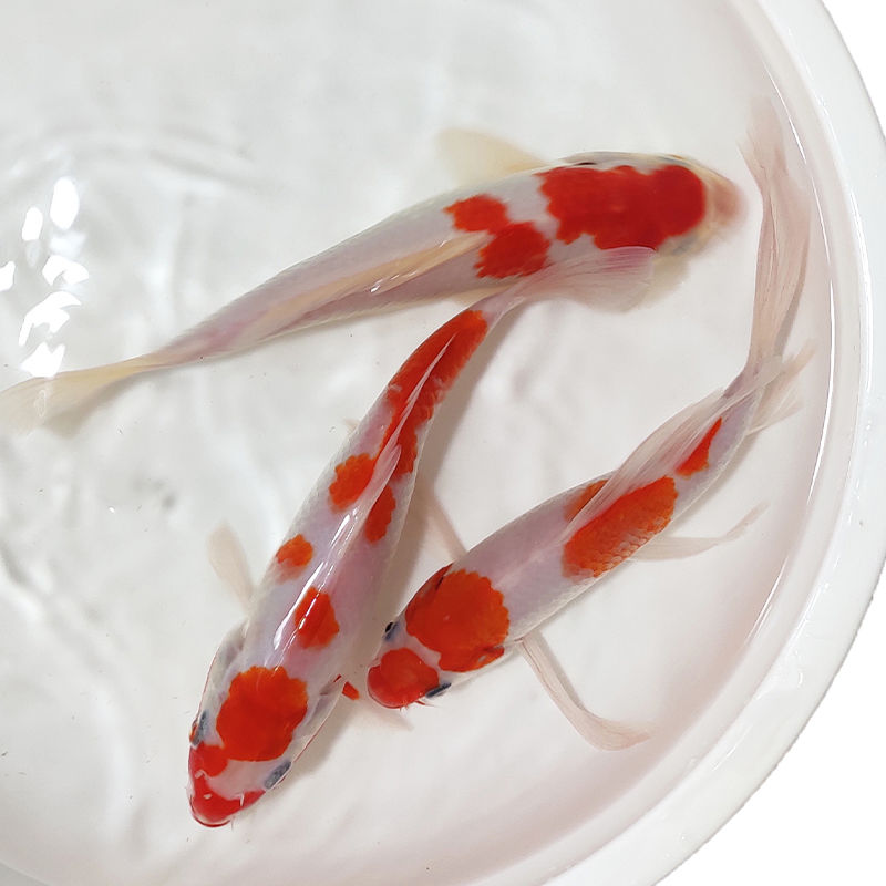 【京东】锦鲤小鱼苗 大鱼锦鲤观赏鱼冷水淡水小型锦鲤鱼活鱼金鱼 活