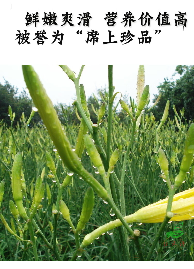 黄花菜种子种籽菜金针菜菜籽蔬菜种苗孑籽种根四季种植菜种食用苗