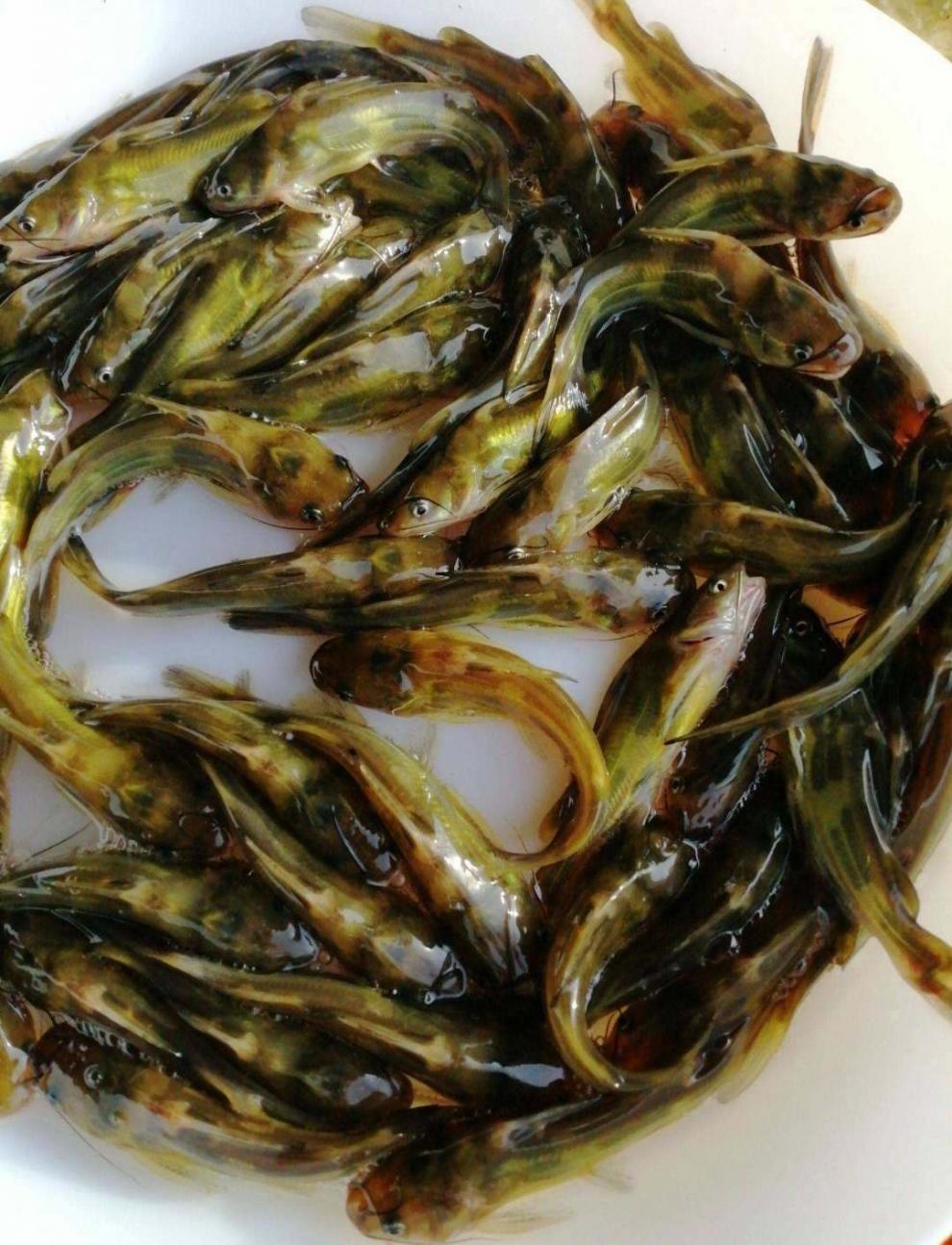 致荟树 黄颡活体鱼苗淡水冷水鱼昂刺鱼黄丫头黄鸭叫黄骨鱼黄辣丁 100