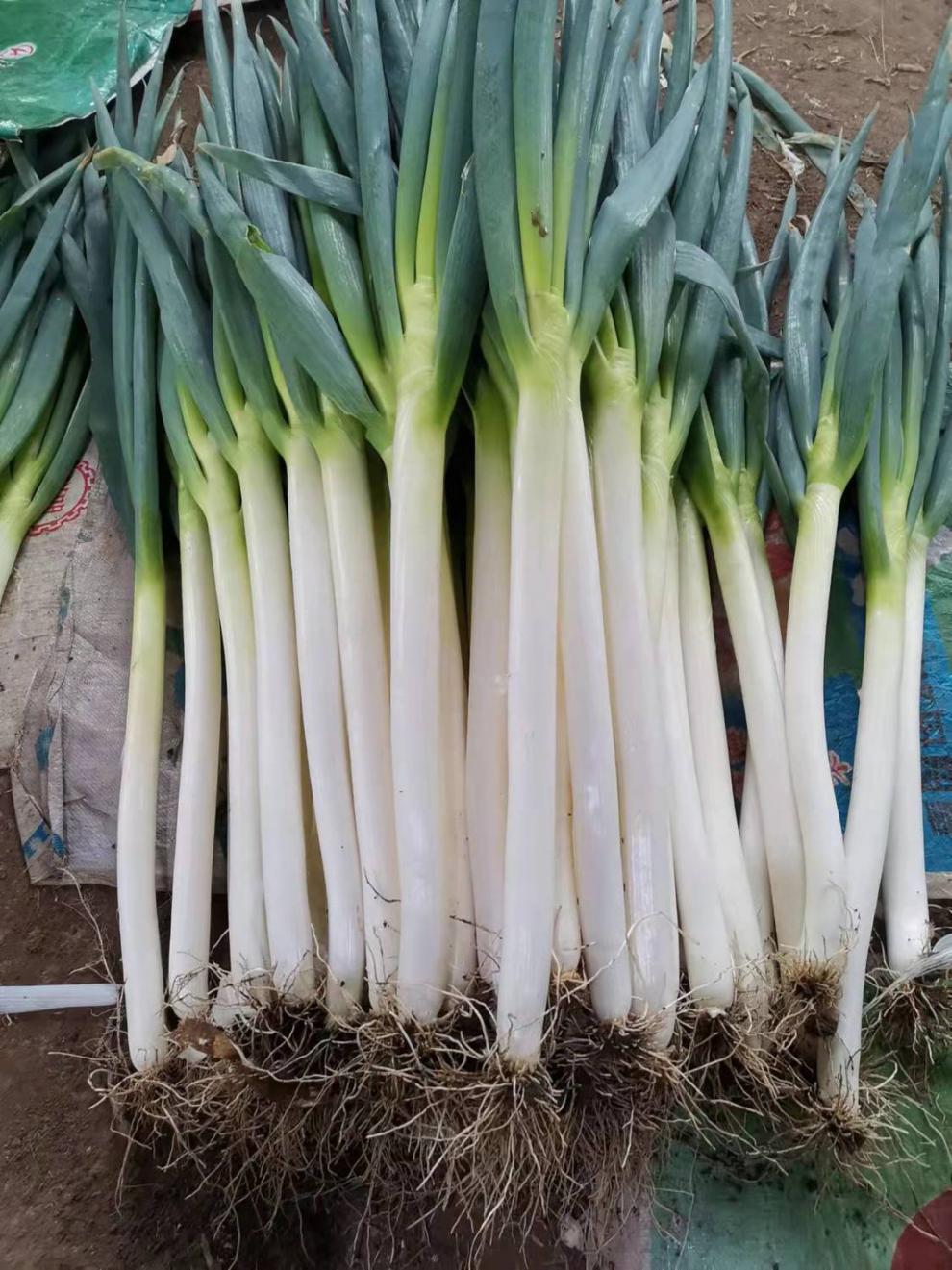 山东大葱本地大葱非章丘大葱新鲜铁杆大葱现挖现发去皮精品高白特粗