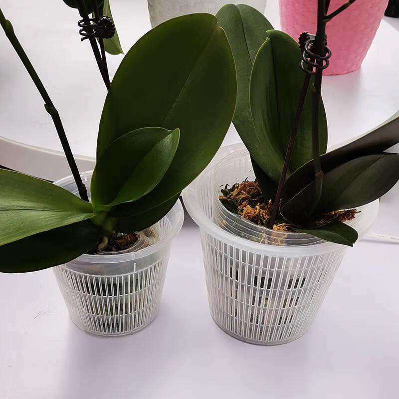 蝴蝶兰专用盆兰花控根盆通风透气石斛兰蝴蝶兰定植盆 140mm兰花控根盆