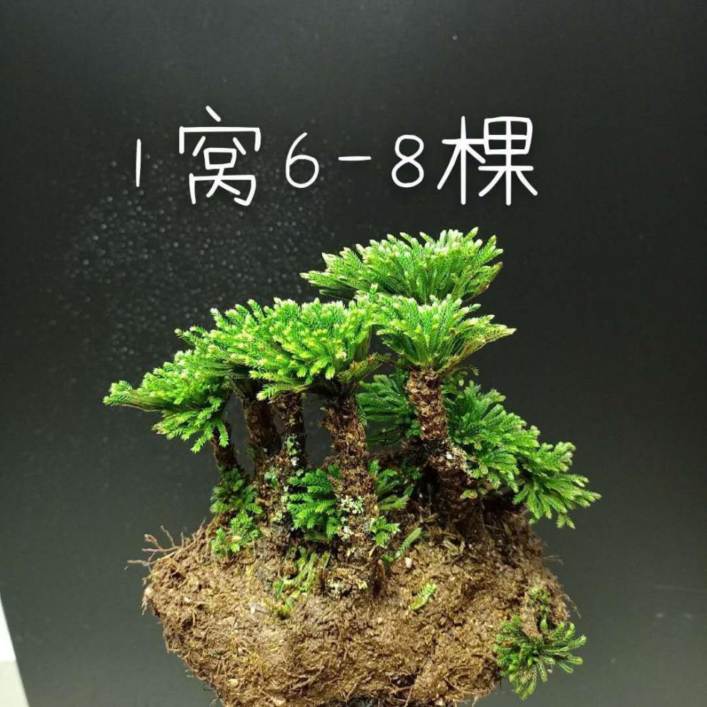 九死还魂草小叶卷柏盆景盆栽微假山绿色植物 九死还魂草1棵6头 单头2