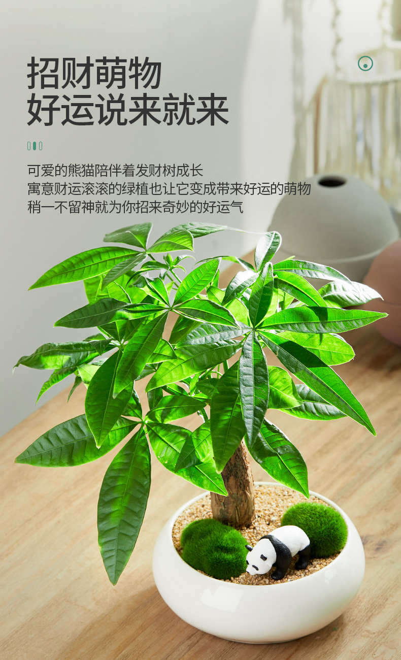 发财树盆栽绿植植物办公室客厅室内盆景好养小树金钱树富贵竹 食竹