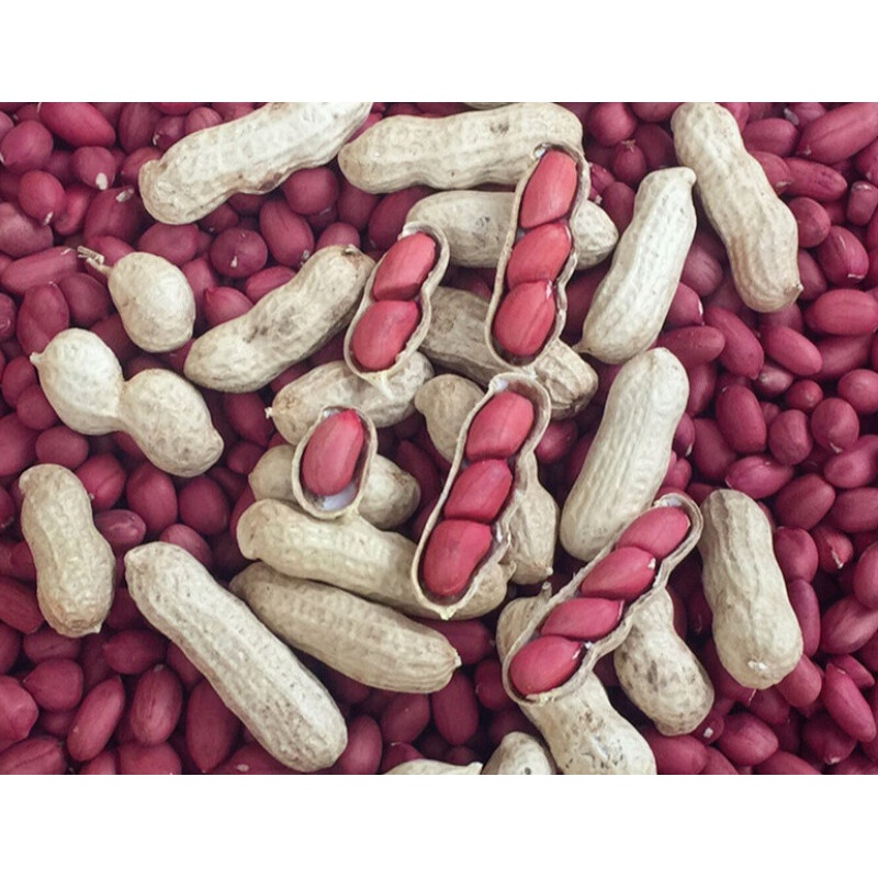 红皮花生带壳米生新鲜湿现挖四粒红铁锅炒熟红衣花生2500g 晒干红花生