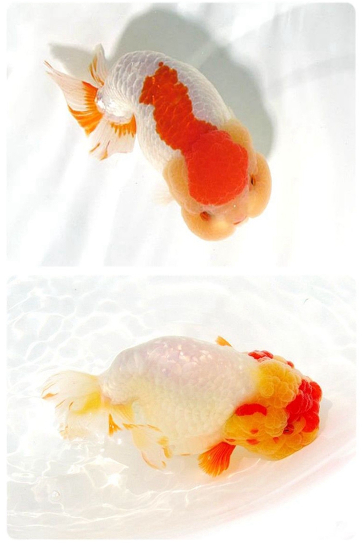 kjhgf赛级兰寿金鱼活体精品观赏鱼冷淡水娃娃脸水族宠物鱼兰寿活鱼 米