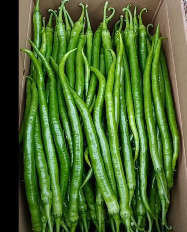 辣美长线椒新品种籽辣椒条顺直春秋季种植辣椒种孑l辣美长线椒原装