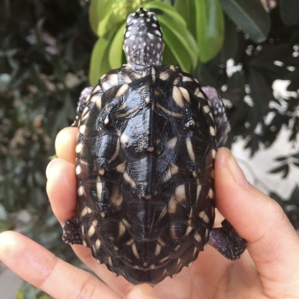 kjhgf斑点龟哈密顿深水龟满天星龟斑点池龟鱼缸宠物龟小乌龟活物清洁