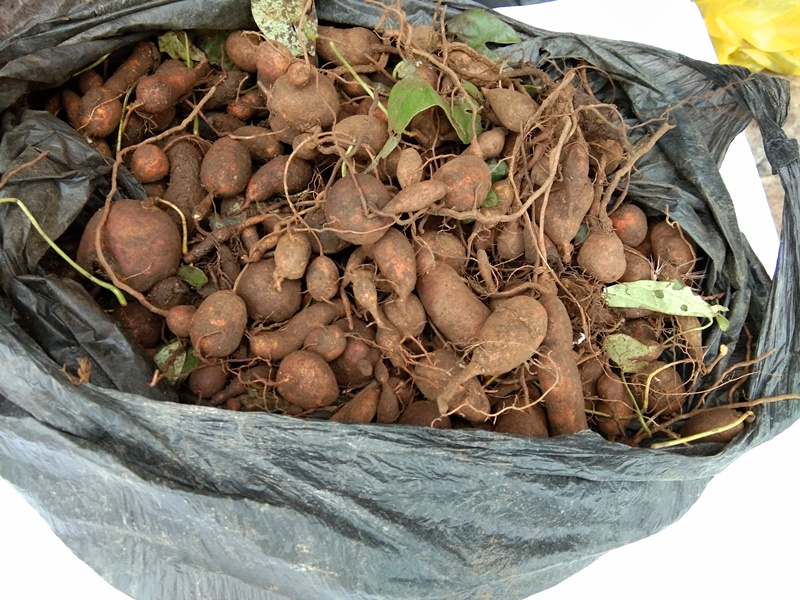 贵州中药材地苦胆 新鲜金果榄青牛胆九牛胆中草药山慈菇500g【图片