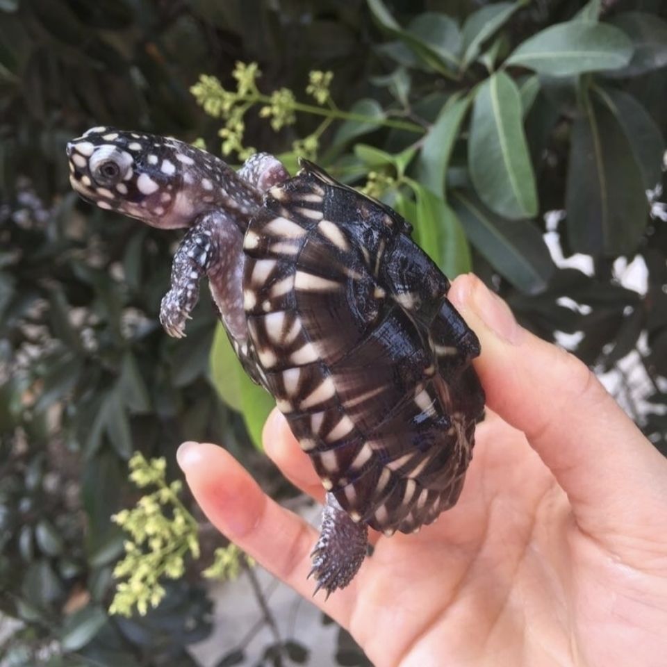 kjhgf斑点龟哈密顿深水龟满天星龟斑点池龟鱼缸宠物龟小乌龟活物清洁