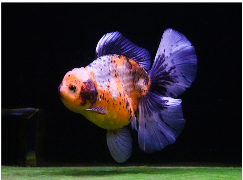 族萃进口百褶裙精品泰狮f1金鱼活体观赏鱼原泰冷水新手活鱼渔场进口
