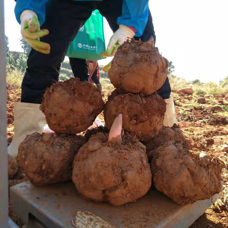 新鲜魔芋2021年现挖魔芋头成熟大个生魔芋豆腐原材料花魔芋果新鲜魔芋