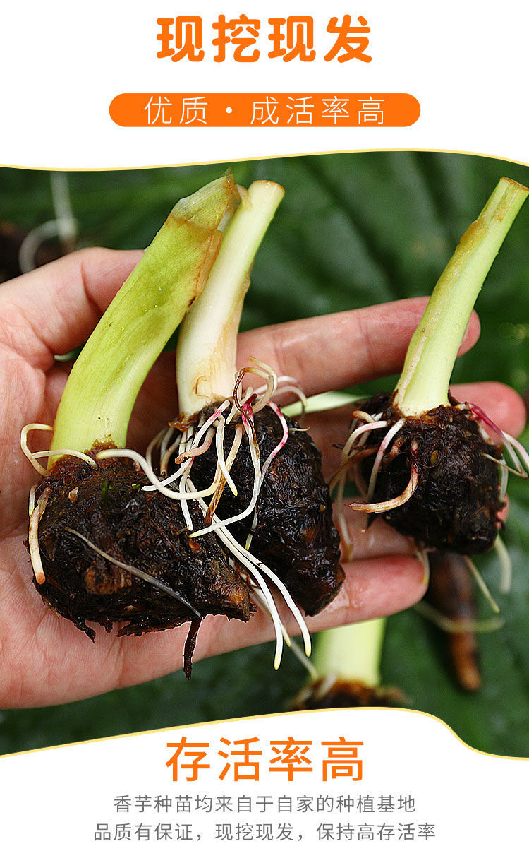 广西槟榔芋头种子苗新鲜蔬菜种植秧正宗香芋魔芋种子秧苗芋苗批发1斤